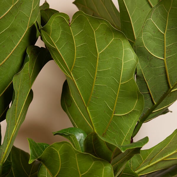 BLOOMIQUE - Ficus Lyrata - Plante à feuilles de violon - Plante d'intérieur XXL - H. 140-160 cm - large