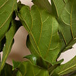 BLOOMIQUE - Ficus Lyrata - Plante à feuilles de violon - Plante d'intérieur XXL - H. 140-160 cm - vignette