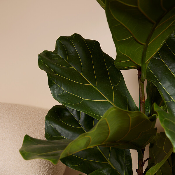 BLOOMIQUE - Ficus Lyrata - Plante à feuilles de violon - Plante d'intérieur XXL - H. 140-160 cm - large