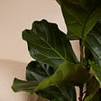 BLOOMIQUE - Ficus Lyrata - Plante à feuilles de violon - Plante d'intérieur XXL - H. 140-160 cm - vignette