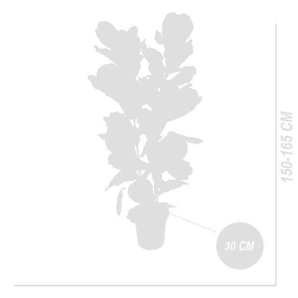 BLOOMIQUE - Ficus Lyrata - Plante à feuilles de violon - Plante d'intérieur XXL - H. 140-160 cm - large