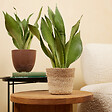 BLOOMIQUE - Lot de 2 - Sansevieria Moonshine - Langue de belle-mère - Plantes d'intérieur - H. 30-40 cm - vignette