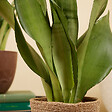 BLOOMIQUE - Lot de 2 - Sansevieria Moonshine - Langue de belle-mère - Plantes d'intérieur - H. 30-40 cm - vignette