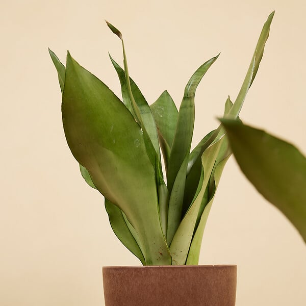 BLOOMIQUE - Lot de 2 - Sansevieria Moonshine - Langue de belle-mère - Plantes d'intérieur - H. 30-40 cm - large