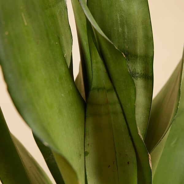 BLOOMIQUE - Lot de 2 - Sansevieria Moonshine - Langue de belle-mère - Plantes d'intérieur - H. 30-40 cm - large