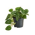 BLOOMIQUE - Scindapsus Pictus - Silvervine - Plante retombante - H. 15-20 cm - P. 12 cm - vignette