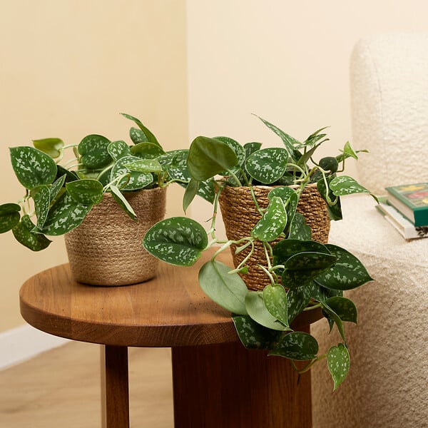 BLOOMIQUE - Scindapsus Pictus - Silvervine - Plante retombante - H. 15-20 cm - P. 12 cm - large