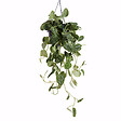 BLOOMIQUE - Scindapsus Pictus - Silvervine - Plante retombante - H. 20-25 cm - P. 15 cm - vignette