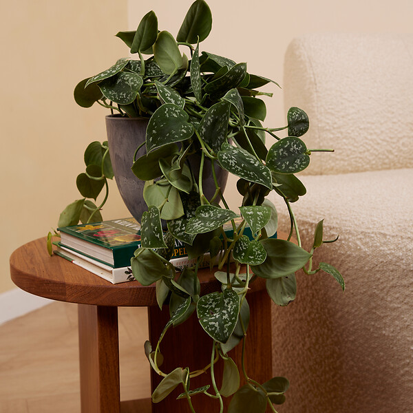 BLOOMIQUE - Scindapsus Pictus - Silvervine - Plante retombante - H. 20-25 cm - P. 15 cm - large