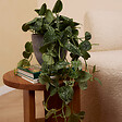 BLOOMIQUE - Scindapsus Pictus - Silvervine - Plante retombante - H. 20-25 cm - P. 15 cm - vignette