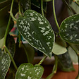 BLOOMIQUE - Scindapsus Pictus - Silvervine - Plante retombante - H. 20-25 cm - P. 15 cm - vignette