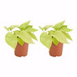 BLOOMIQUE - Lot de 2 - Scindapsus Epipremnum Golden Photos - Plante retombante - H. 15-20 cm - P. 12 cm - vignette