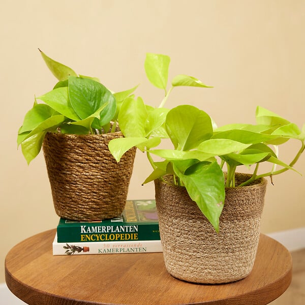 BLOOMIQUE - Lot de 2 - Scindapsus Epipremnum Golden Photos - Plante retombante - H. 15-20 cm - P. 12 cm - large