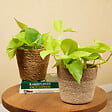 BLOOMIQUE - Lot de 2 - Scindapsus Epipremnum Golden Photos - Plante retombante - H. 15-20 cm - P. 12 cm - vignette