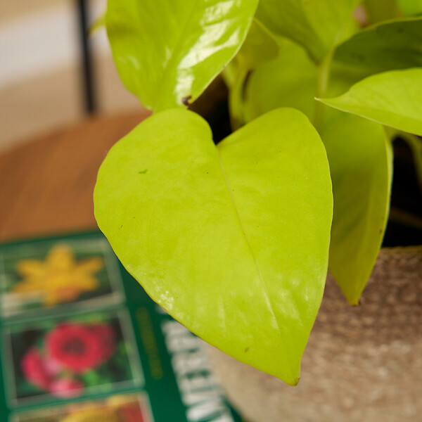 BLOOMIQUE - Lot de 2 - Scindapsus Epipremnum Golden Photos - Plante retombante - H. 15-20 cm - P. 12 cm - large