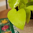 BLOOMIQUE - Lot de 2 - Scindapsus Epipremnum Golden Photos - Plante retombante - H. 15-20 cm - P. 12 cm - vignette