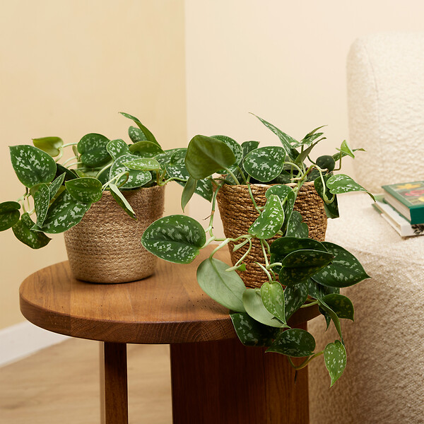 BLOOMIQUE - Lot de 2 - Scindapsus Pictus - Silvervine - Plante suspendue - H. 15-20 cm - P. 12 cm - large