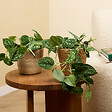 BLOOMIQUE - Lot de 2 - Scindapsus Pictus - Silvervine - Plante suspendue - H. 15-20 cm - P. 12 cm - vignette