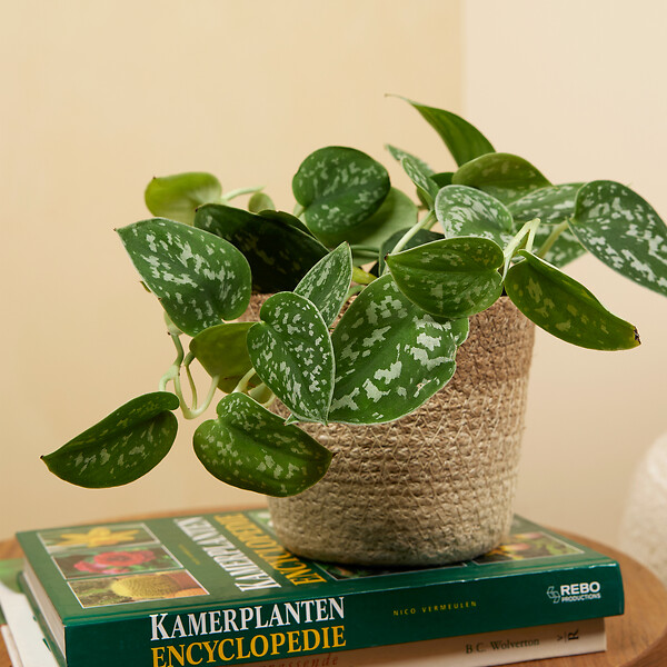 BLOOMIQUE - Lot de 2 - Scindapsus Pictus - Silvervine - Plante suspendue - H. 15-20 cm - P. 12 cm - large