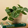 BLOOMIQUE - Lot de 2 - Scindapsus Pictus - Silvervine - Plante suspendue - H. 15-20 cm - P. 12 cm - vignette