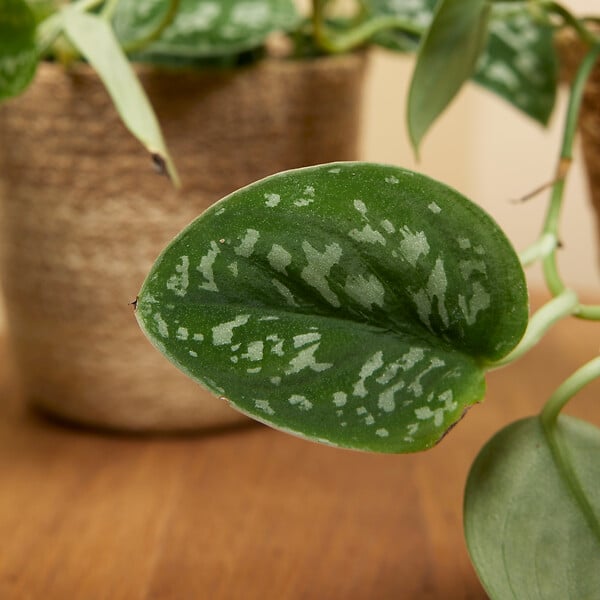 BLOOMIQUE - Lot de 2 - Scindapsus Pictus - Silvervine - Plante suspendue - H. 15-20 cm - P. 12 cm - large