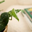 BLOOMIQUE - Lot de 2 - Scindapsus Pictus - Silvervine - Plante suspendue - H. 15-20 cm - P. 12 cm - vignette
