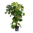 BLOOMIQUE - Monstera Deliciosa - Avec tige de mousse - Plante à fromage suisse - H. 120-140 cm - P. 24 cm - vignette