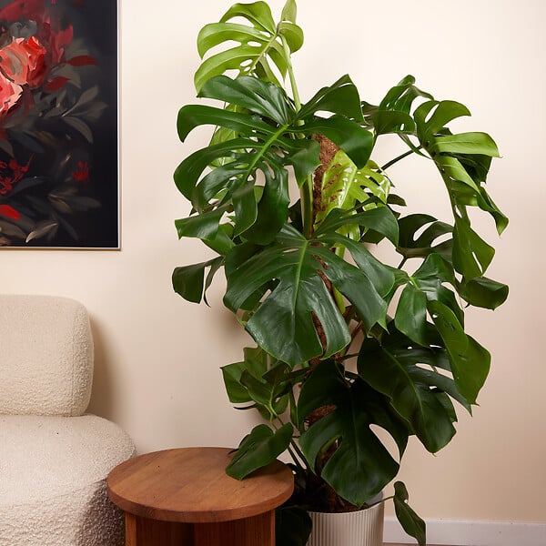 BLOOMIQUE - Monstera Deliciosa - Avec tige de mousse - Plante à fromage suisse - H. 120-140 cm - P. 24 cm - large
