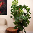 BLOOMIQUE - Monstera Deliciosa - Avec tige de mousse - Plante à fromage suisse - H. 120-140 cm - P. 24 cm - vignette