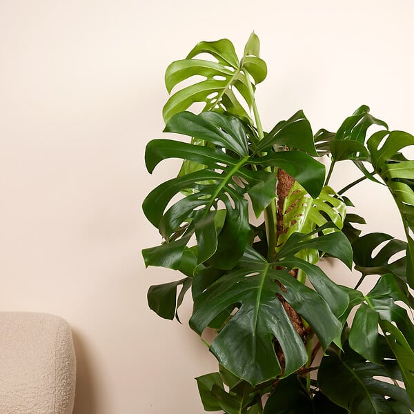 BLOOMIQUE - Monstera Deliciosa - Avec tige de mousse - Plante à fromage suisse - H. 120-140 cm - P. 24 cm - large