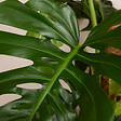 BLOOMIQUE - Monstera Deliciosa - Avec tige de mousse - Plante à fromage suisse - H. 120-140 cm - P. 24 cm - vignette