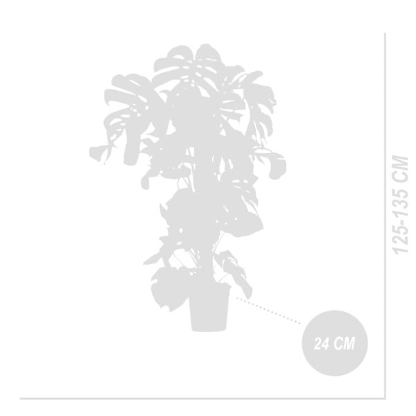 BLOOMIQUE - Monstera Deliciosa - Avec tige de mousse - Plante à fromage suisse - H. 120-140 cm - P. 24 cm - large