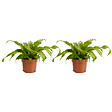 BLOOMIQUE - Lot de 2 - Asplenium Antiquum - Fougère nid d'oiseau - Plantes d'intérieur - Purificateur d'air - vignette