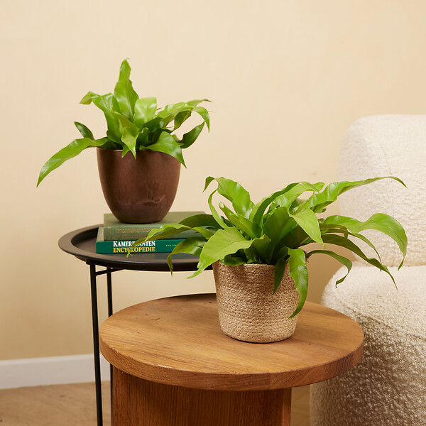 BLOOMIQUE - Lot de 2 - Asplenium Antiquum - Fougère nid d'oiseau - Plantes d'intérieur - Purificateur d'air - large