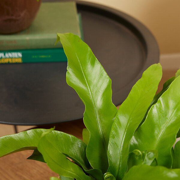 BLOOMIQUE - Lot de 2 - Asplenium Antiquum - Fougère nid d'oiseau - Plantes d'intérieur - Purificateur d'air - large