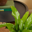 BLOOMIQUE - Lot de 2 - Asplenium Antiquum - Fougère nid d'oiseau - Plantes d'intérieur - Purificateur d'air - vignette