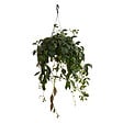BLOOMIQUE - Aeschynanthus Marmoratus - Plante rouge à lèvres - Plante suspendue - H. 30-40 cm - vignette