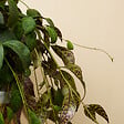 BLOOMIQUE - Aeschynanthus Marmoratus - Plante rouge à lèvres - Plante suspendue - H. 30-40 cm - vignette
