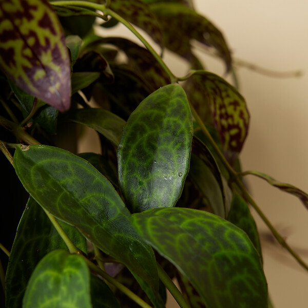 BLOOMIQUE - Aeschynanthus Marmoratus - Plante rouge à lèvres - Plante suspendue - H. 30-40 cm - large