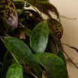 BLOOMIQUE - Aeschynanthus Marmoratus - Plante rouge à lèvres - Plante suspendue - H. 30-40 cm - vignette