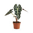 BLOOMIQUE - Alocasia Polly - Plante squelette - Plante d'intérieur - Purificateur d'air - H. 30-40 cm - vignette