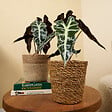BLOOMIQUE - Alocasia Polly - Plante squelette - Plante d'intérieur - Purificateur d'air - H. 30-40 cm - vignette
