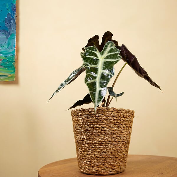 BLOOMIQUE - Alocasia Polly - Plante squelette - Plante d'intérieur - Purificateur d'air - H. 30-40 cm - large