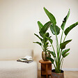 BLOOMIQUE - Strelitzia Nicolai - Oiseau de Paradis - Fleur Oiseau de Paradis - H. 150-170 cm - P. 27 cm - vignette
