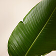BLOOMIQUE - Strelitzia Nicolai - Oiseau de Paradis - Fleur Oiseau de Paradis - H. 150-170 cm - P. 27 cm - vignette