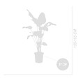 BLOOMIQUE - Strelitzia Nicolai - Oiseau de Paradis - Fleur Oiseau de Paradis - H. 150-170 cm - P. 27 cm - vignette