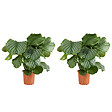 BLOOMIQUE - Lot de 2 - Calathea Orbifolia - Plante paon - Plantes d'intérieur - H. 60-80 cm - P. 17 cm - vignette