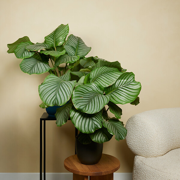 BLOOMIQUE - Lot de 2 - Calathea Orbifolia - Plante paon - Plantes d'intérieur - H. 60-80 cm - P. 17 cm - large