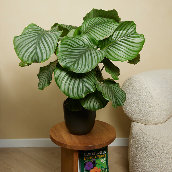 BLOOMIQUE - Lot de 2 - Calathea Orbifolia - Plante paon - Plantes d'intérieur - H. 60-80 cm - P. 17 cm - large