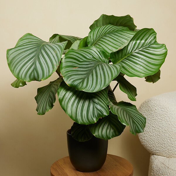 BLOOMIQUE - Lot de 2 - Calathea Orbifolia - Plante paon - Plantes d'intérieur - H. 60-80 cm - P. 17 cm - large